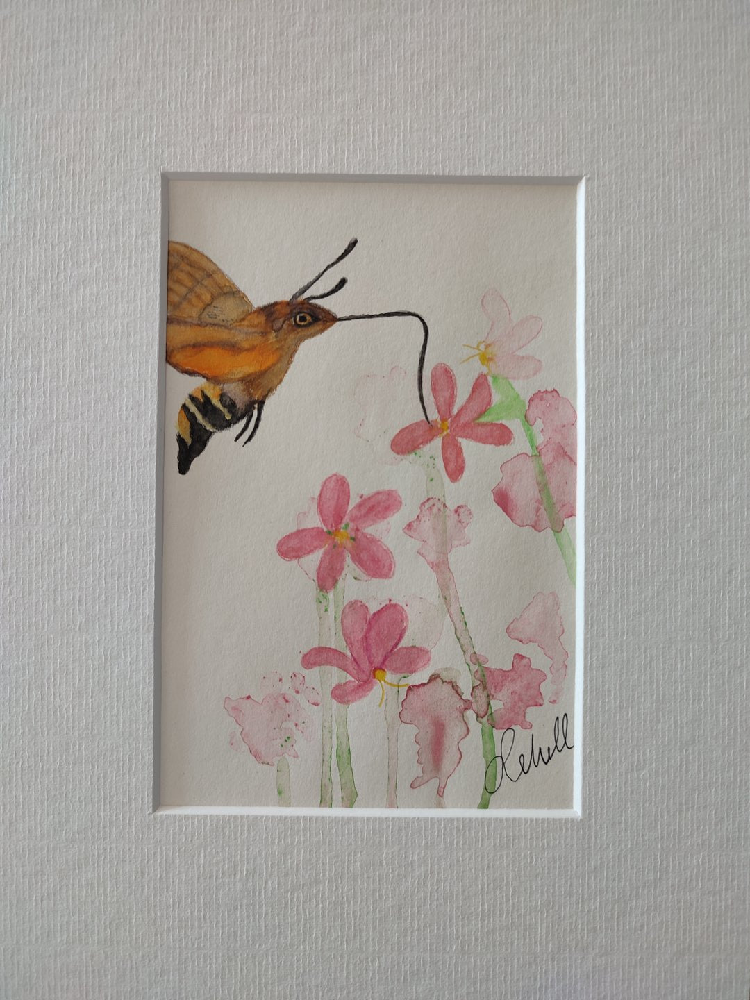 Taubenschwänzchen am Seifenkraut 1 - Original auf Papier