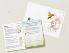 Taubenschwänzchen-Lebensraum-Paket – Schenke dem europäischen Kolibri ein Zuhause