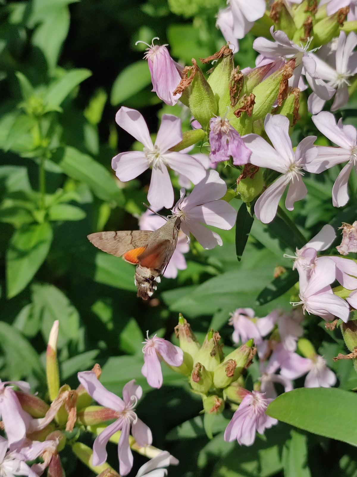 Taubenschwänzchen-Lebensraum-Paket – Schenke dem europäischen Kolibri ein Zuhause