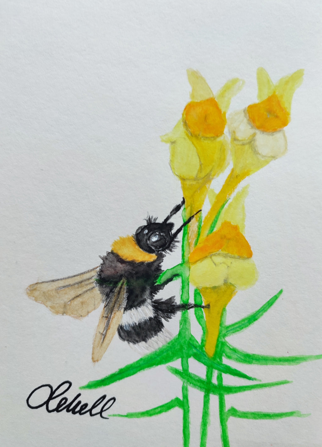 Hummel am Leinkraut - Original auf Papier
